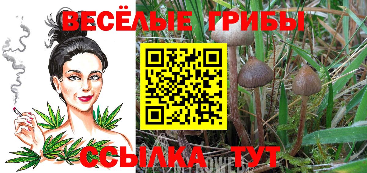Псилоцибиновые грибы мицелий  Псилоцибиновые грибы Cubensis  Вход с VPN  Братск 